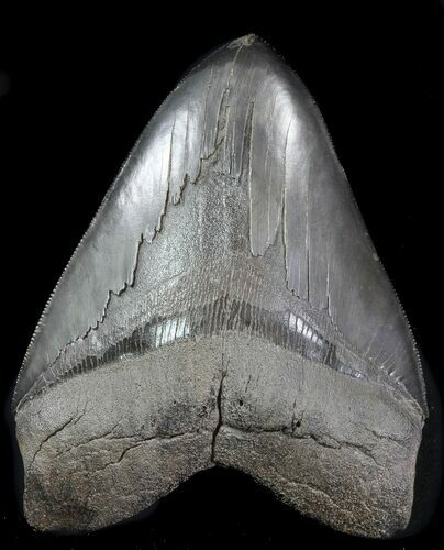 Serrated, Fossil Megalodon Tooth - Georgia #76545